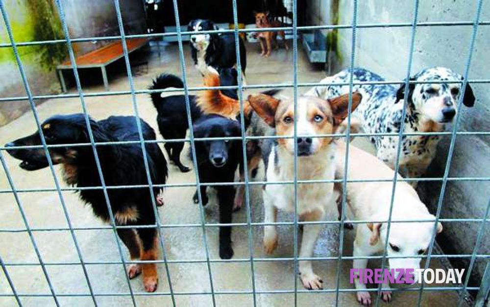 Un nuovo servizio per le agenzie funebri: al via il progetto per trovare una famiglia ai cani orfani di proprietario