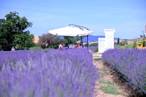 I campi di lavanda da visitare a Firenze e in Toscana