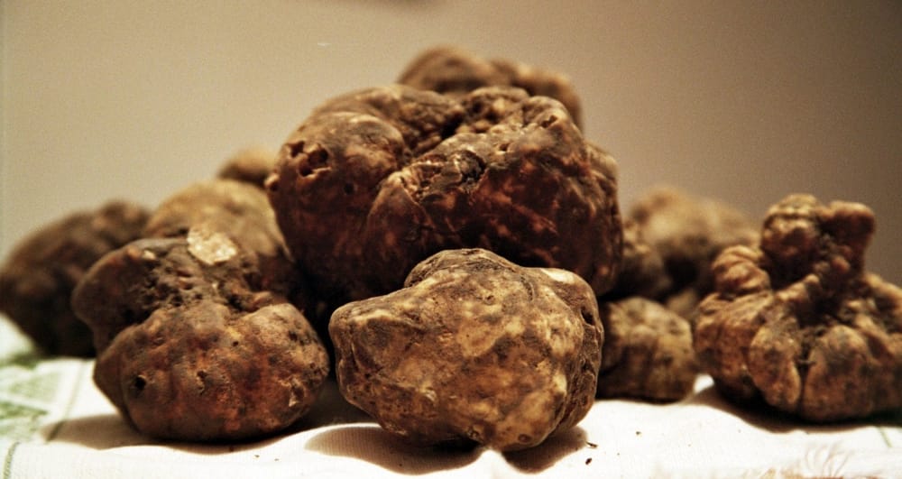 Sagra del tartufo