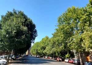 Nuove tramvie, appello alla giunta Funaro: "Non abbattete quei 1.100 grandi alberi"