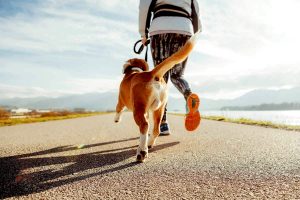 Caldo e asfalto bollente i nemici estivi per il cane: i consigli da seguire dopo la passeggiata