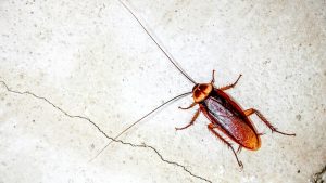Invasione di blatte: chiusi alcuni uffici alle Murate