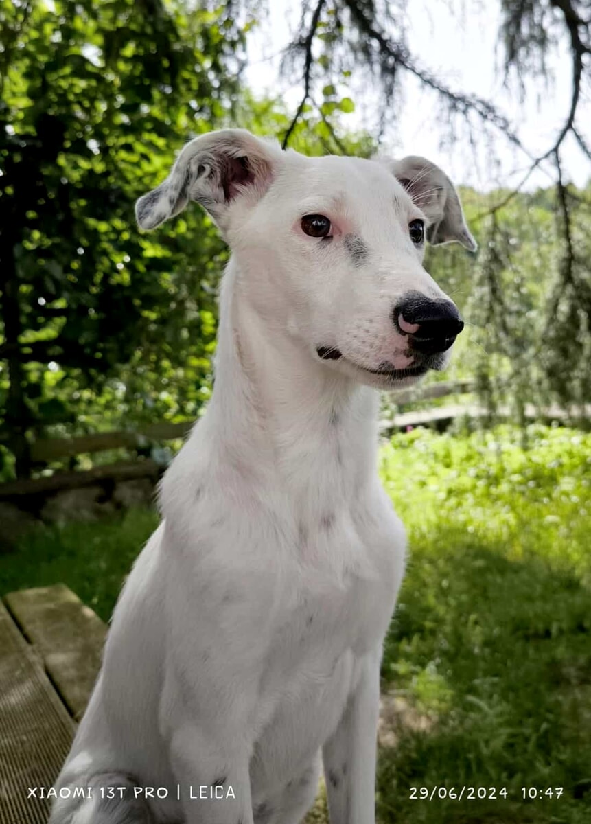I cani in cerca di famiglia a Firenze nel mese di luglio