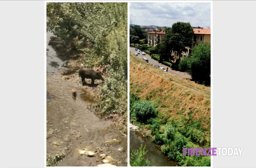 Cinghiali, cosa cambia per gli abbattimenti