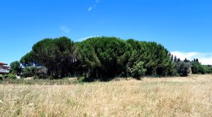 Battaglia tra cittadini e Comune per non cementificare sulle colline di Leonardo: “Non possiamo permetterci di consumare altro suolo”