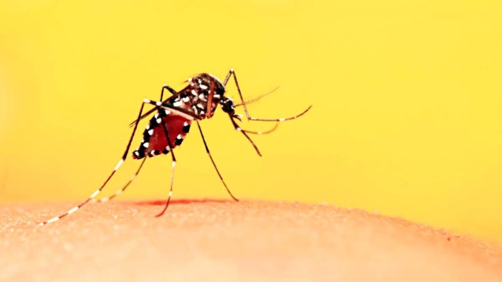 Un caso probabile di Dengue: in corso il sopralluogo Asl