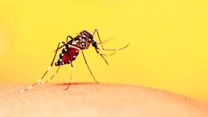 Un caso probabile di Dengue: in corso il sopralluogo Asl