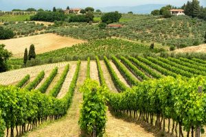 Agricoltura, Gambassi Terme si aggiudica la Spiga Verde