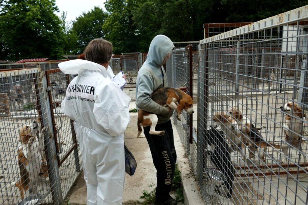 Allevamento fuori regola: sequestrati quasi 200 cani