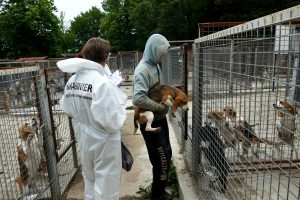 Allevamento fuori regola: sequestrati quasi 200 cani