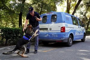 Nuovo poliziotto a quattro zampe a Firenze, e si fatta già notare 