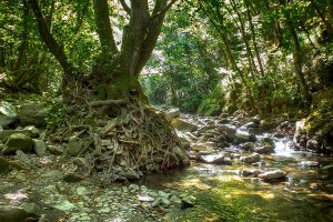 Quattro luoghi dove rifugiarsi al fresco vicino Firenze
