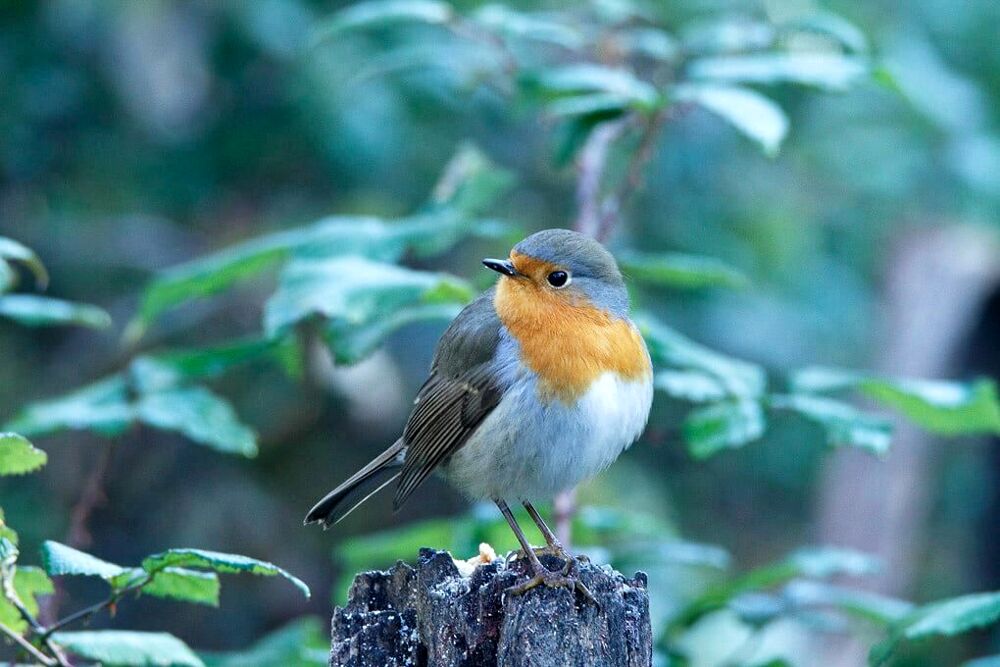 “L’estate del Martino”, visita a tema nell’area naturale protetta di Arnovecchio