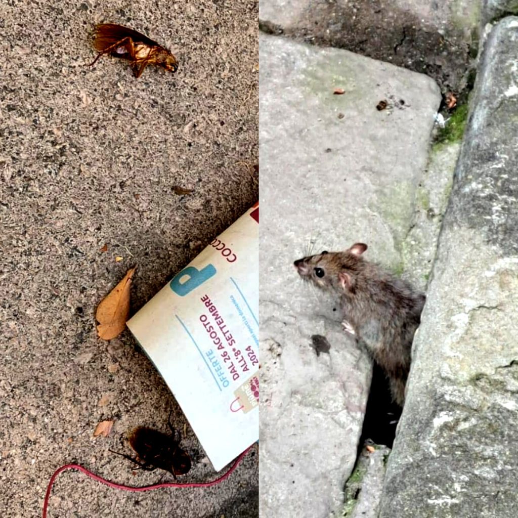 Novoli, è invasione di blatte e topi: “Si rischia l'emergenza sanitaria” / FOTO