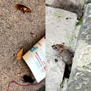 Novoli, è invasione di blatte e topi: “Si rischia l'emergenza sanitaria” / FOTO