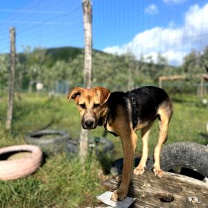 I cani in cerca di famiglia a Firenze nel mese di agosto