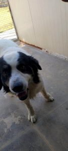 Cani abbandonati in estate a Firenze cercano casa  FOTO