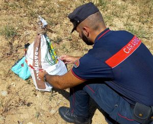Caccia i cinghiali con foraggiamento di mais, segnalato un pensionato