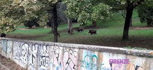 Cinghiali, un mese in più per cacciare e prelievi in selezione fino a mezzanotte con visori notturni