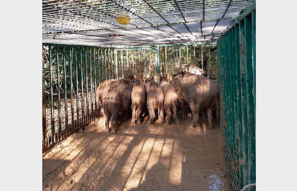 Ai bisognosi la carne dei cinghiali abbattuti