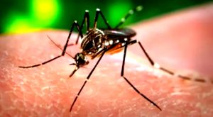 Nuovo caso di dengue: disinfestazione in due comuni
