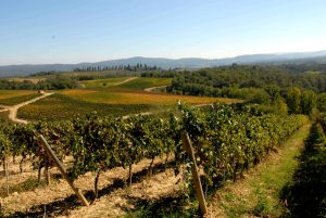 Consorzio Vino Chianti: “Vendemmia di ottima qualità”. Ma preoccupa il calo dei consumi