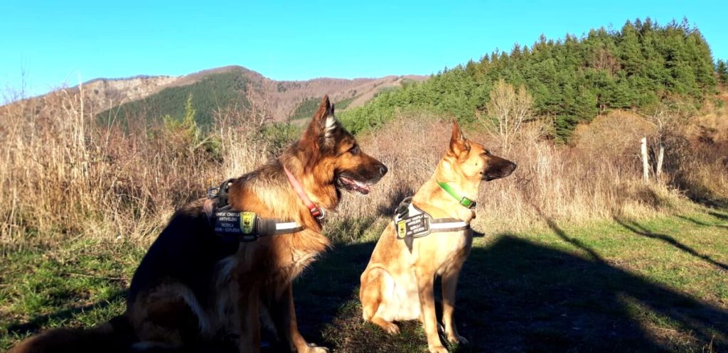 Bracconaggio, polpette avvelenate e pesca illegale: sanzioni e sequestri penali
