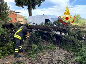 Maltempo: albero cade sui veicoli in sosta