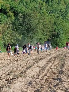 Cambiamenti climatici: nel Mugello salta la raccolta ‘fai da te’ della patata