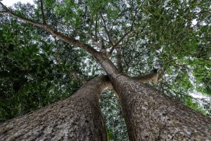 Verde pubblico, Fdi: “Che fine ha fatto il bilancio arboreo 2019-2024 del Comune?”