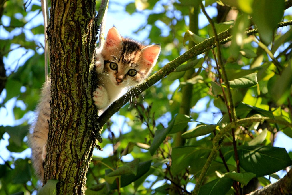 Cosa fare se si trova un gattino abbandonato?