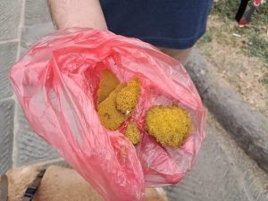 Piazzale Donatello, Mossuto (Lega): “Trovate spugne avvelenate, cani e gatti in pericolo”