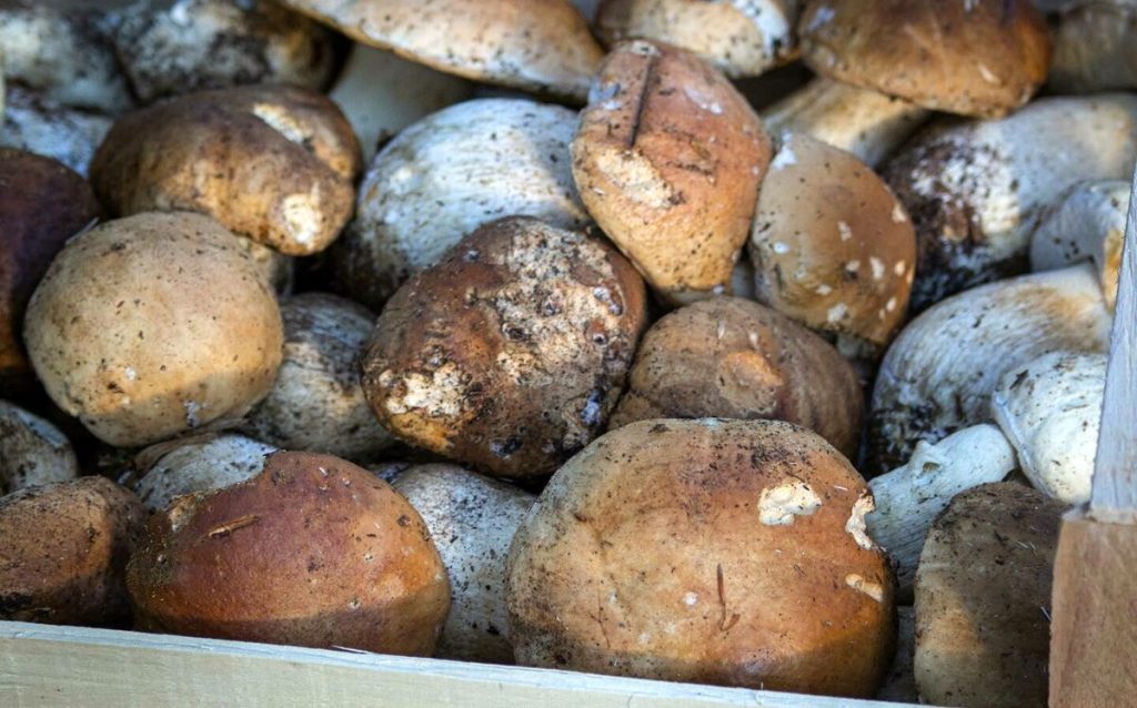 Porcini che passione: le regole da rispettare per una raccolta in sicurezza