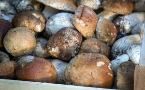 Porcini che passione: le regole da rispettare per una raccolta in sicurezza
