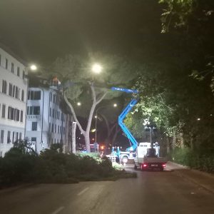 Italia Nostra: “Il taglio dei pini in viale Redi è un attentato alla salute dei cittadini”