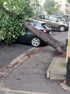Viale Matteotti, cade albero in mezzo alla strada