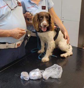 Polizia municipale, sei chili di droga sequestrata grazie ai cani