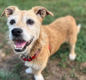 I cani in cerca di famiglia a Firenze nel mese di ottobre