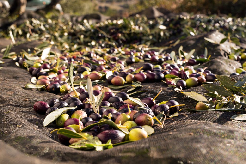 Olio, si prospetta un'annata da ricordare: “Eccezionale. Il problema sono le rese”