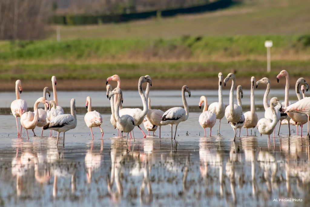Fucecchio, il centro visite della riserva naturale ai cacciatori. Legambiente: “Ci aspettiamo che la Regione risolva”