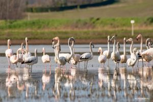 Fucecchio, il centro visite della riserva naturale ai cacciatori. Legambiente: “Ci aspettiamo che la Regione risolva”