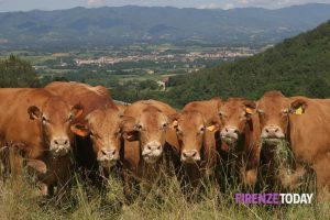 Mostra del bestiame