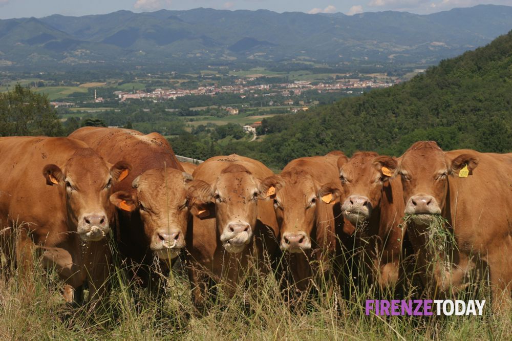 Mostra del bestiame