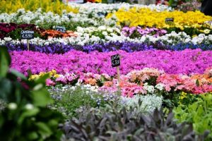 Mostra mercato di piante e fiori al Giardino dell'Orticoltura