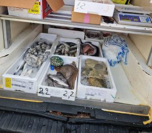 Controlli a tappetto al Macrolotto Zero: sequestrati 150 kg di pesce avariato