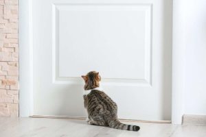 La storia di Elena, in cerca di casa da un anno: "Dormo in auto perché nessuno vuole il mio gatto"