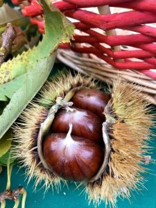 Castagne, la raccolta del marrone del Mugello spicca il volo. Coldiretti: “Produzione in crescita del 30 per cento dopo annata da dimenticare”