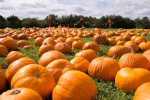 Tavarnuzze celebra la Festa delle Zucche