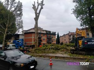 Alberi tagliati a Legnaia e al Salviatino, Legambiente: “Interventi troppo sbrigativi”