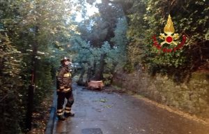 Albero crolla sulla carreggiata in viale Machiavelli